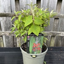 Colquhounia Coccinea - Himalayan Mint Plant - 3ltr Pot 