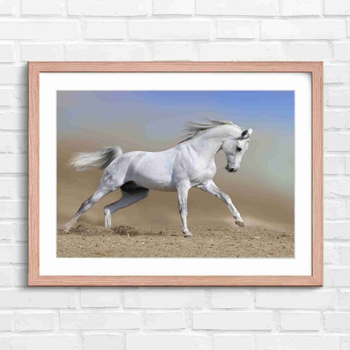 Running white arabian horse - running,