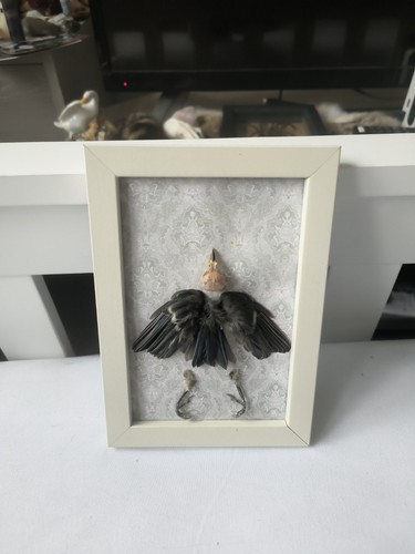 Framed taxidermy bird skull - taxidermy,