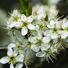 10 Blackthorn Hedging Plants 40-60cm Prunus Spinosa Bareroot Native Sloe Berries
