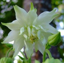 15 Lime Sorbet Columbine -