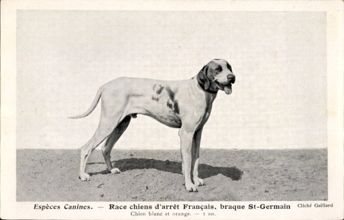 Cpa espèces canines - espèces, canines,