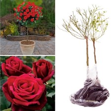 2 x Standard Red Rose Tree