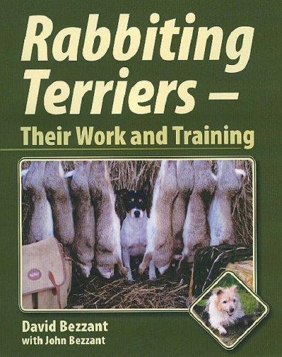 Rabbiting terriers their - rabbiting,