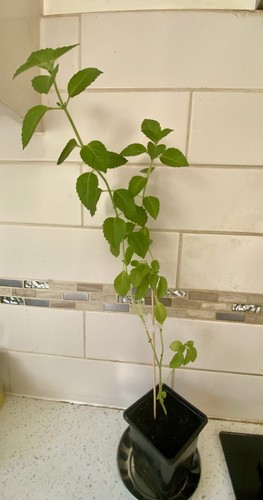 Tulsi holy basil plant - tulsi, –