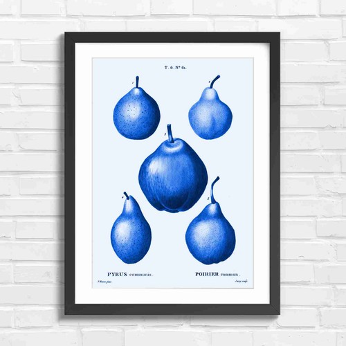 Vintage botanical pear study - vintage,