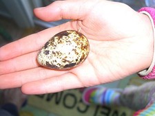 50 Jumbo Coturnix (Japanese)