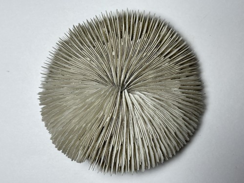 White mushroom coral - mushroom, nautical
