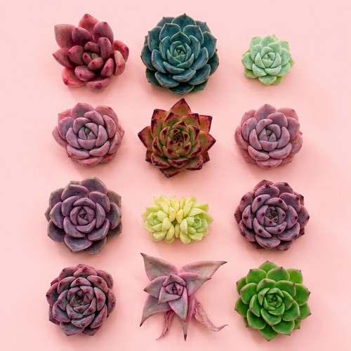 10pcs mini succulents head - 10pcs,