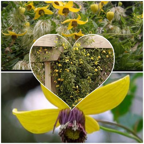 Clematis helios yellow - clematis, helios,