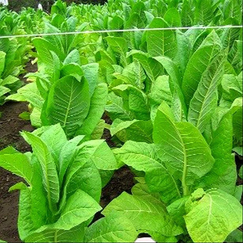 Burley original tobacco - burley, seeds