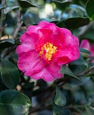 Camellia sasanqua Kanjiro-