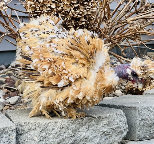 Extras fun silkie hatching - silkie,