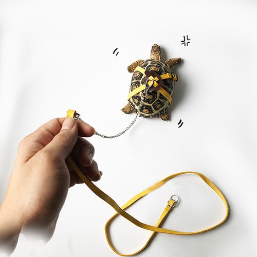 Pet tortoise turtle leather - pet,