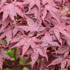 Acer Hime-Shojo Dwarf Japanese Maple Tree for Patio Garden Ready in Plant Pot