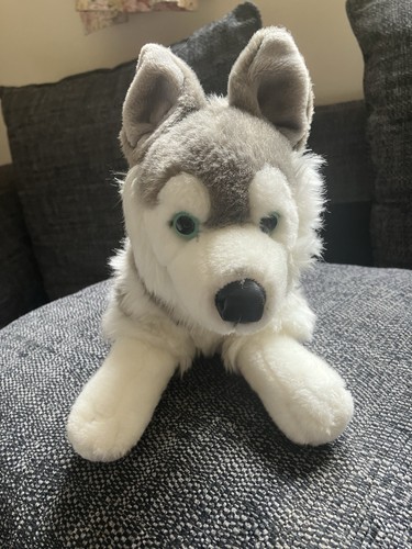 Husky lying dog grey and - dog,