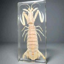 Large Mantis Shrimp in Resin