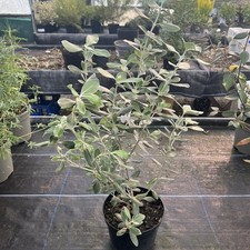 Olearia traversii - Chatham Island Tree Daisy - 2ltr Pot 50-60cm