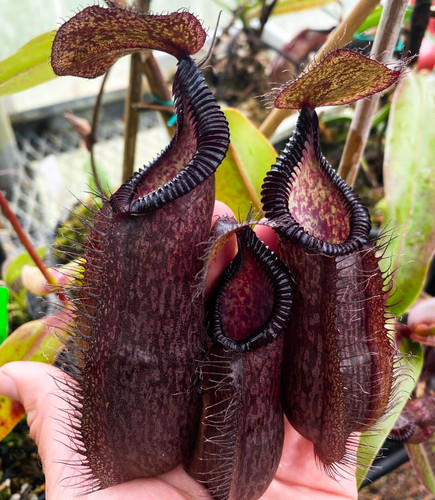 Nepenthes densiflora hamata - densiflora,