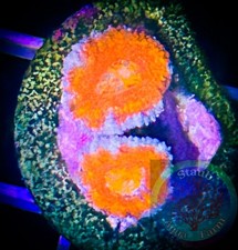 SAF~ ‘WYSIWYG” Blue/Red