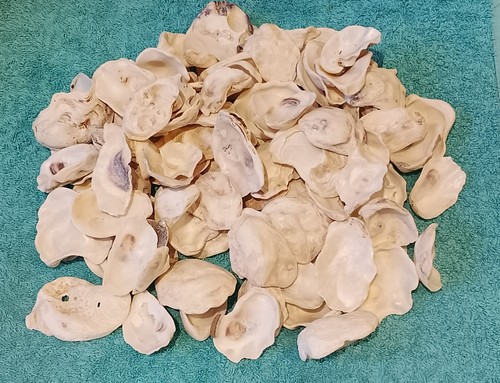 100 small size oyster - 100,