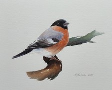Bullfinch Original Watercolour