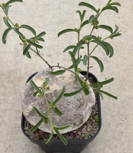 Sale rare plant - sale,