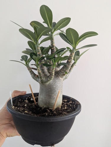 Adenium arabicum red - adenium,