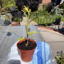 Giant Coastal Redwood Tree, Sequoia sempervirens, 38cm Tall In Pot