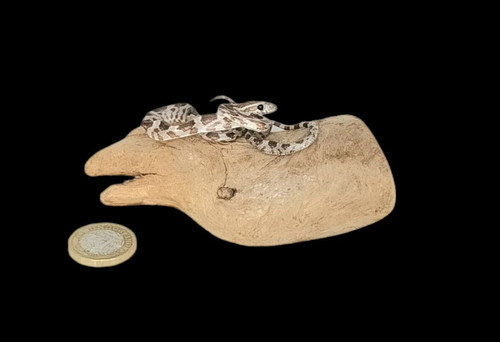 Taxidermy tiny corn snake - taxidermy,