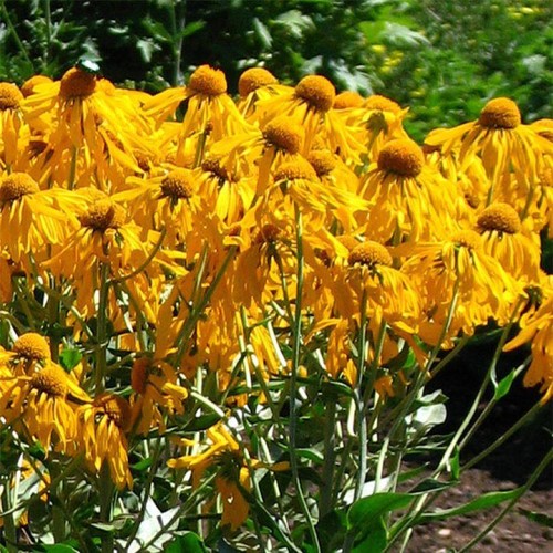 Helenium hoopesii perennial - helenium,