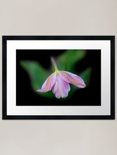 Pink tulip on black background