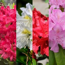 3 x Rhododendron Mixed Plants