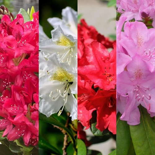 Rhododendron mixed plants - 3,