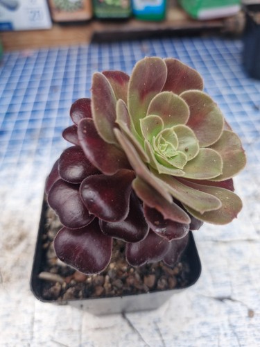 Aeonium kilimajaro 2025 - kilimajaro,