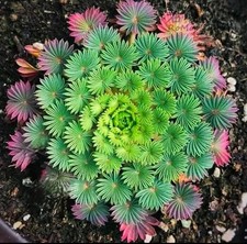 Oxalis palmifrons Plant | Palm Leaf oxalis 