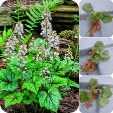 Tiarella White Scented Spring