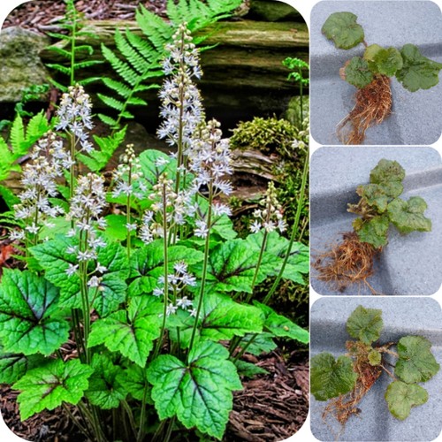 Tiarella white scented - tiarella,