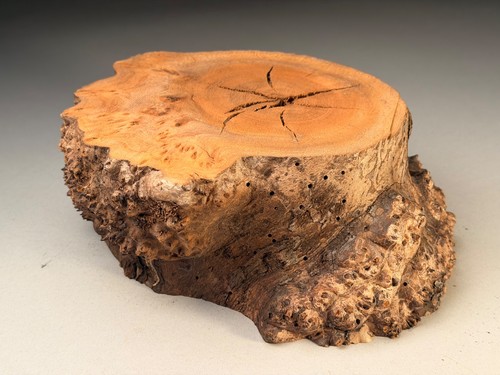 Burr elm cookie slab - elm, live
