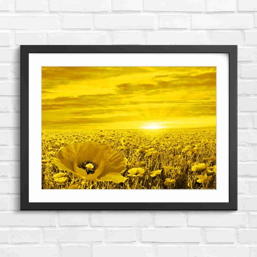 Vibrant red poppy field - vibrant, sunset