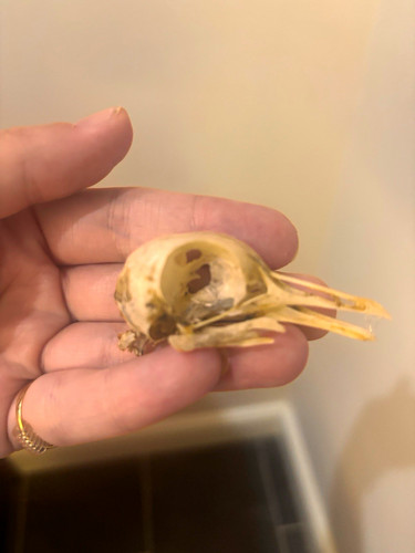 Bird skull bone taxidermy - bird,