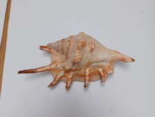 Spider Conch Sea shell Great For Fish Tank / Display Or Air Plant 
