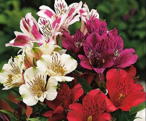 Alstroemeria inticancha mixed - alstroemeria,