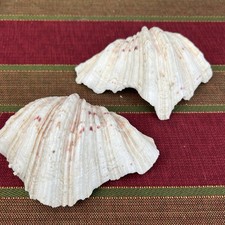 Pair Large Bears Paw Claw Clam Shell 5” inches