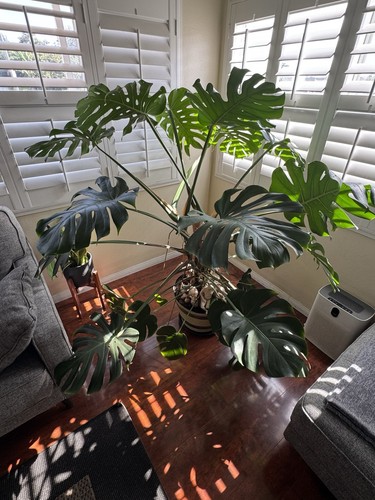 Swiss cheese plant - plant, monstera