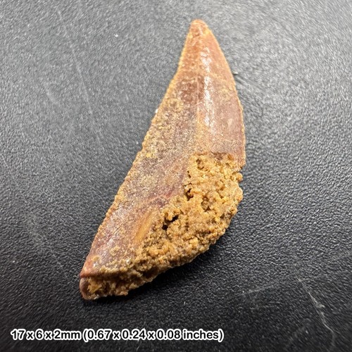 Raptor tooth deltadromeus - tooth,