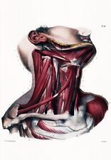 ML26 Vintage Medical Anatomical Human Body Muscles Neck Head Poster A2/A3/A4