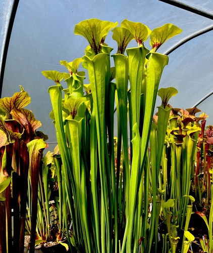 Sarracenia flava maxima giant - sarracenia,