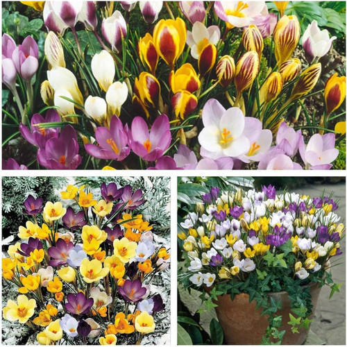 Crocus species mixed 30 - species, x