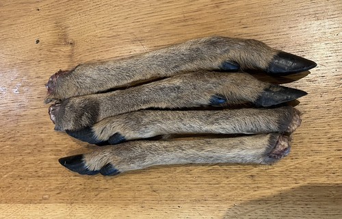 Venison legs fallow deer - venison, deer-